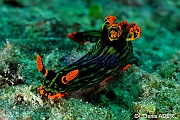 Nembrotha kubaryana-Liwutonkidi Island 2-15m-20180604-Denis-ADER-DSC_3922_tn